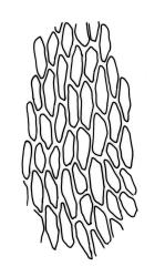 Bryum sauteri, upper laminal cells. Drawn from J.T. Linzey s.n., Aug. 1972, CHR 413356.
 Image: R.C. Wagstaff © Landcare Research 2015 